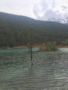 清澈湖景中的孤树