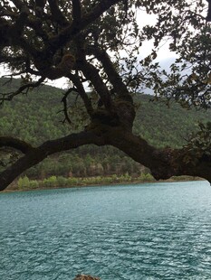 湖畔枝影 静谧自然景致