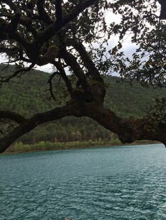 湖畔树枝低垂的静谧景致