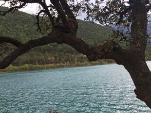 湖畔树枝与青山碧水