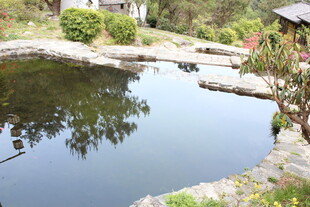 宁静庭院中的清幽小池塘