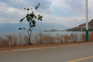 路边孤树伴湖景