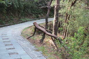 林间蜿蜒小路与休憩长椅