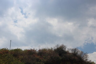 天空下的植被与朦胧云层