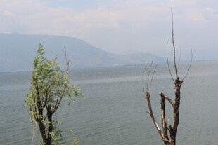 湖畔枯树与新绿