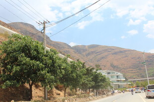 山间公路旁绿树成荫景象