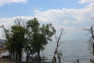 湖畔绿树与蓝天碧水