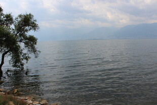 湖畔孤树 宁静湖景风光