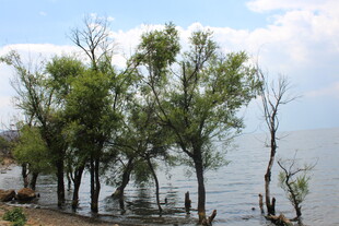 水边绿树成荫的美丽景致