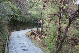 林间石板小径 静谧自然景