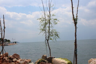 海边枯树与辽阔海景