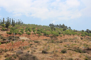 山坡上的绿植景观