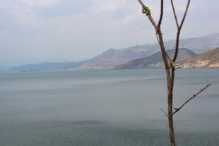 湖畔孤枝映远山