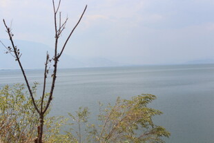 湖畔树枝与开阔水面景色