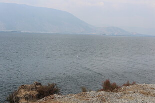 湖畔风光 岸边植被与湖水