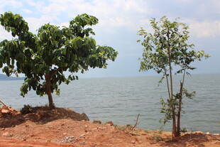 岸边绿树与辽阔水域景观