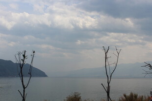 湖畔枯树与远山云雾