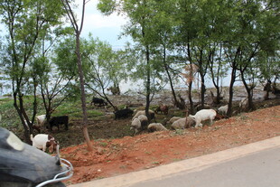 路边树下的羊群