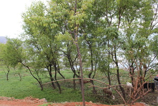 绿意盎然的树林景观