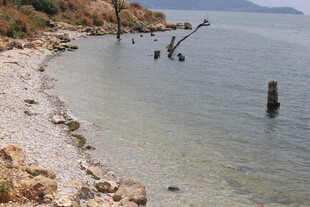 宁静海岸边的枯木与浅滩