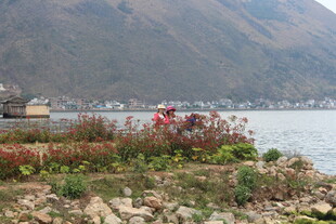 湖畔岸边的自然景致