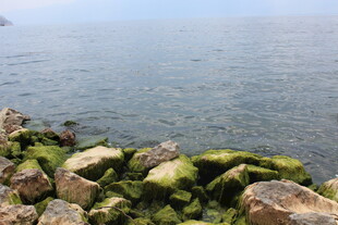 海边覆绿苔的嶙峋礁石