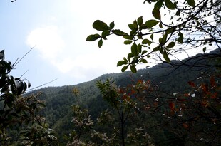 山林间枝叶映衬的蓝天