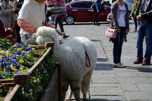 街头可爱羊驼与人互动