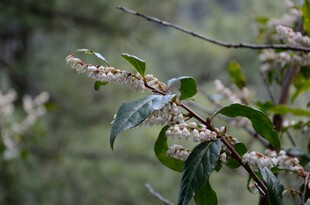 枝头绽放的清新花卉