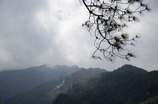 山间松枝伴云雾美景