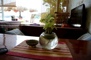 室内温馨角落绿植小景