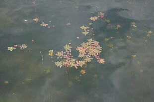 水中漂浮的多彩植物