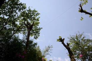 仰视葱郁树木与晴空