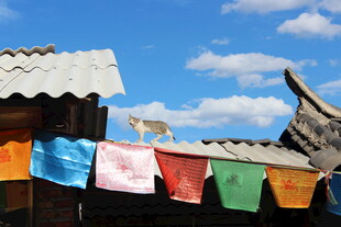 屋顶经幡旁的白色猫咪