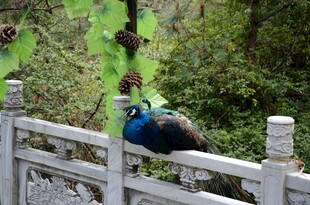 围栏边的美丽孔雀