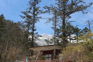 山间木屋旁的挺拔树木