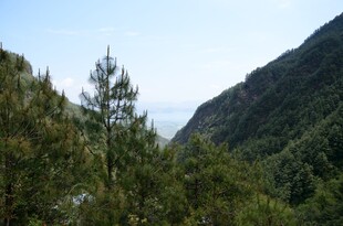 山间葱郁树林风景