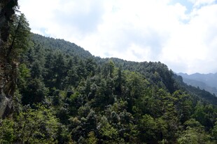 翠绿山峦间的繁茂森林