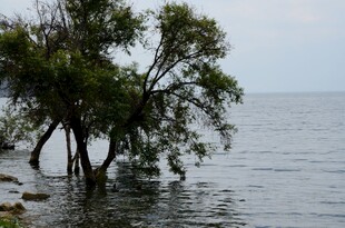 水中孤树 静谧湖景