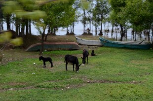 草地上的几头黑色家畜