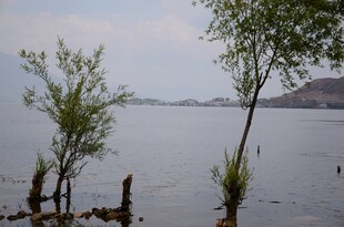 湖畔孤树 静谧水域风光