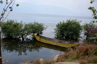 湖畔孤舟伴绿植