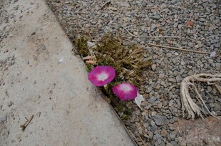 石边绽放的粉色仙人掌花