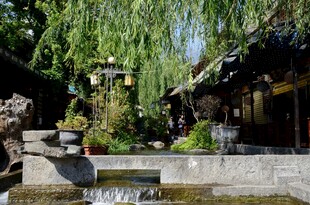 中式庭院水景 垂柳相伴