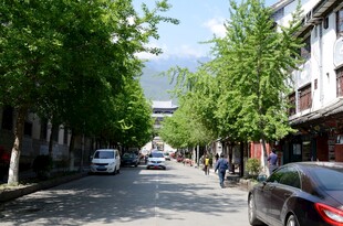 宁静街道绿树成荫景象