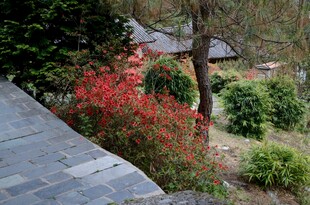 庭院中娇艳的红色花卉