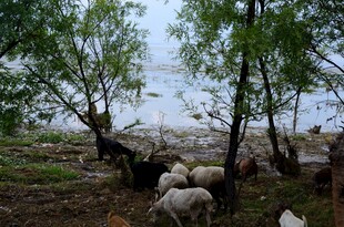 林间羊群悠然觅食