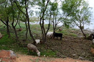乡村树下悠闲吃草的家畜