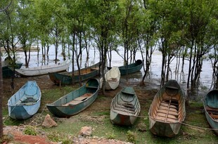 岸边树林下的停泊小船