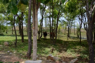 林间景色 静谧自然风光